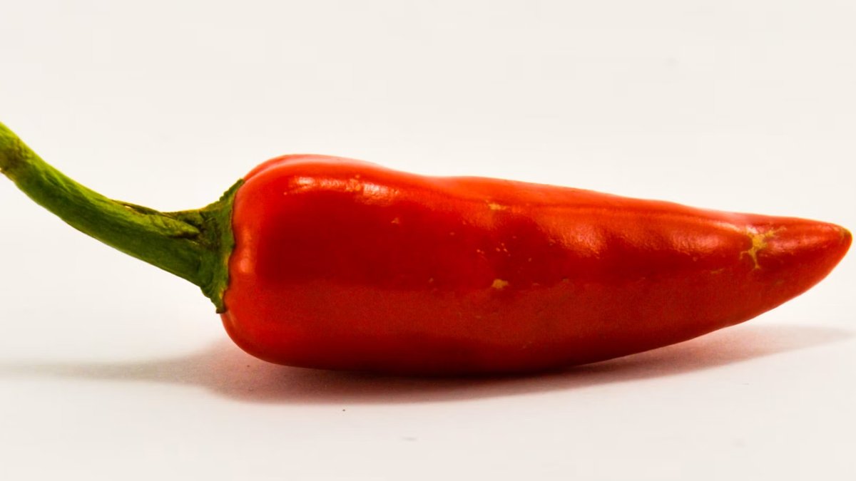 A fresh red chili pepper, the source of capsaicin used in topical pain relief creams